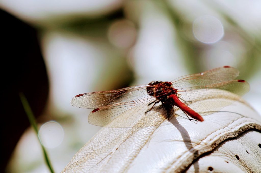 Close-up van een libelle op een tak
